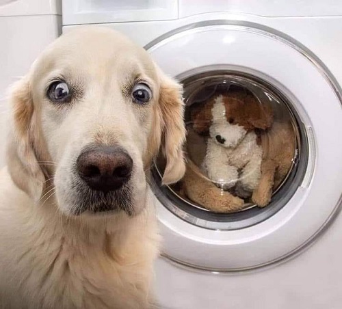scared dog laundry.jpg